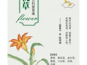 蜜芽忘忧草【忘忧草真的能让人忘却烦恼吗？——探究蜜芽忘忧草的功效与作用】