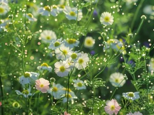 野花视频免费观看在线播放1_野花视频免费观看在线播放 1，精彩内容不容错过