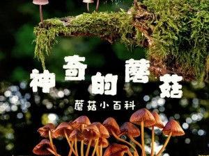 关于蘑菇的视频_蘑菇的奥秘：探索奇妙的菌类世界