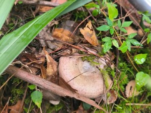 黄菌菇是什么、黄菌菇，一种珍稀的野生食用菌，你了解多少？