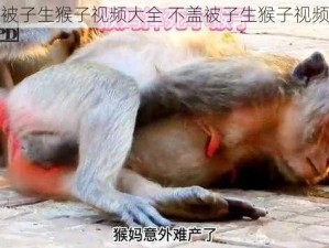 不盖被子生猴子视频大全 不盖被子生猴子视频大全