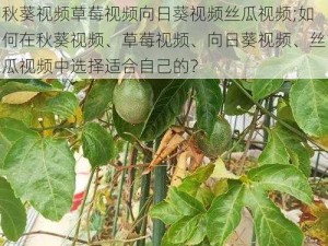 秋葵视频草莓视频向日葵视频丝瓜视频;如何在秋葵视频、草莓视频、向日葵视频、丝瓜视频中选择适合自己的？