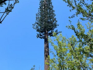 伪装成树的信号塔：探索隐藏景观背后的科技原因与智慧设计之妙处