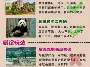 新手必看的动物公园探险指南：入门攻略全解析