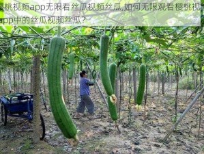 樱桃视频app无限看丝瓜视频丝瓜,如何无限观看樱桃视频 app中的丝瓜视频丝瓜？