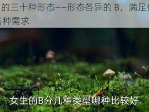 B 的三十种形态——形态各异的 B，满足你各种需求