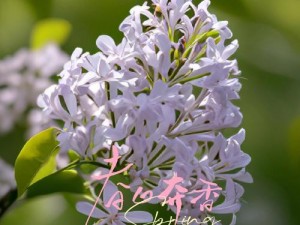 丁香花免费高清完整在线，让你一次看个够