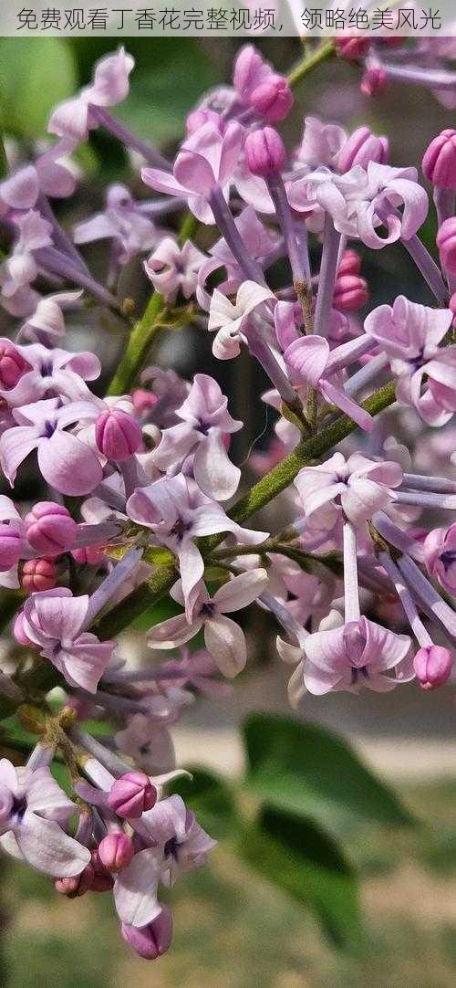 免费观看丁香花完整视频，领略绝美风光