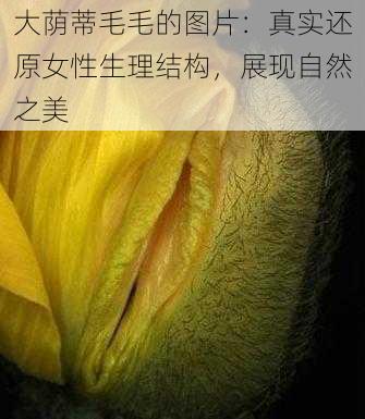 大荫蒂毛毛的图片：真实还原女性生理结构，展现自然之美