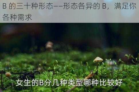 B 的三十种形态——形态各异的 B，满足你各种需求