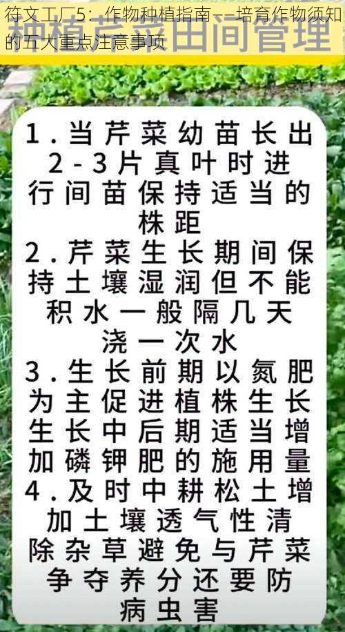 符文工厂5：作物种植指南——培育作物须知的五大重点注意事项