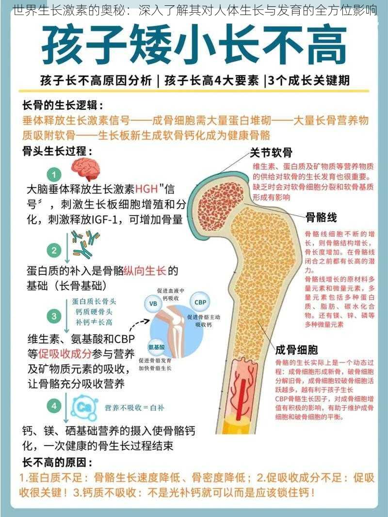 世界生长激素的奥秘：深入了解其对人体生长与发育的全方位影响