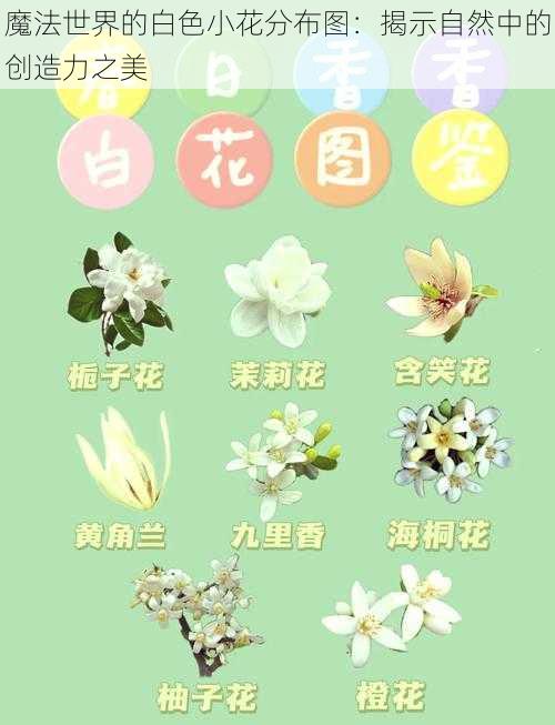 魔法世界的白色小花分布图：揭示自然中的创造力之美