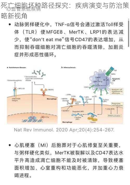 死亡细胞坏种路径探究：疾病演变与防治策略新视角